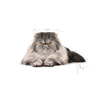 Royal Canin Persian Adult Breed Dry Cat Food image 5 - Royal Canin Persian Adult Breed Dry Cat Food