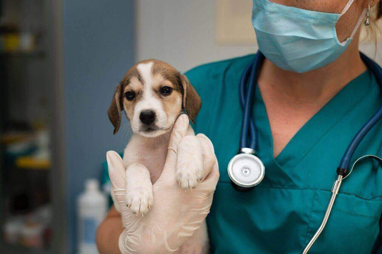 vet with a dog