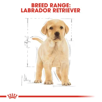 RC LAB PUP 2 - Royal Canin Puppy Labrador Retriever Food