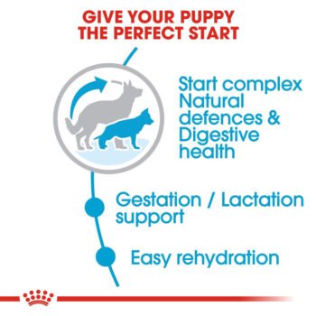 RC mother Babyfood 1 - Royal Canin Maxi Starter Mother & Babydog Dog Food - Premium Nutrition for Puppies & Their Mothers