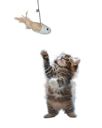 Cat Stick Toy